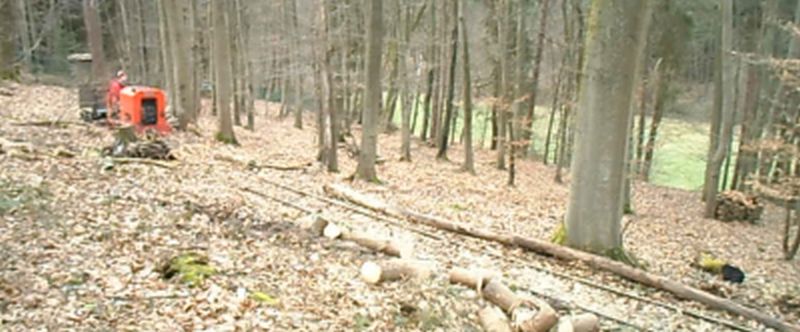 Baumr&uuml;cken im Wald