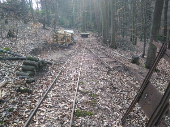 Weiche in den tiefen Wald